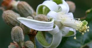 Image result for Grewia sulcata