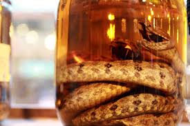 Image result for snake wine