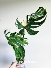 Image result for Mostuea