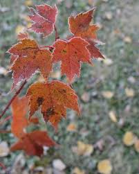 Zone 3 Maple Trees What Are The Best Maples For Cold Climates Most Maple Trees Prefer The Cool Temperatures In Usda P Evergreen Plants Hardy Plants Maple Tree