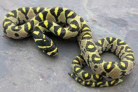 Mandarin Rat Snake Rat Snake Snake Breeds Beautiful Snakes