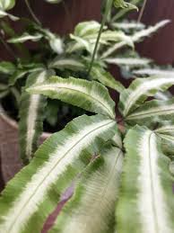 Image result for Pteris friesii