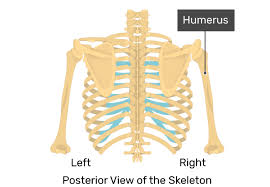 Check spelling or type a new query. Scapula Bone Introduction