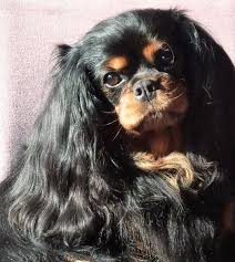Black And Tan Cavalier King Charles Honden Hondjes Spaniel