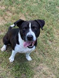 71,480 likes · 1,011 talking about this · 19,218 were here. New San Antonio Humane Society Partnership Will Cover 50 In Adoption Fees The Daily