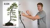 Learn how to this plant indoors and out. Norfolk Island Pine Bonsai March 2015 Youtube