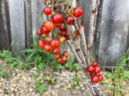 Image result for jostaberry