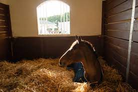 Stall Vs Pasture Expert How To For English Riders