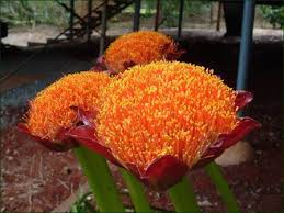 Image result for Scadoxus puniceus