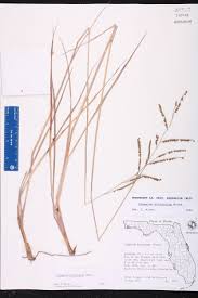 Image result for Paspalum plicatulum