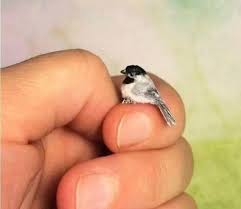 tiny small birds bird small pets