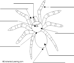 Label The External Spider Anatomy Diagram Printout