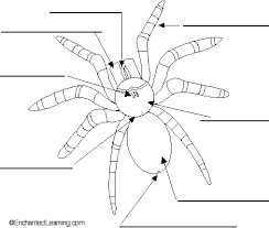 label the external spider anatomy diagram printout