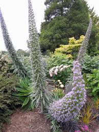 Image result for Aeschynomene heurckeana