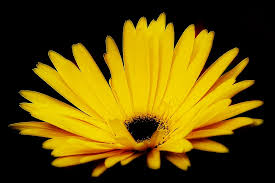 Image result for Gerbera viridifolia