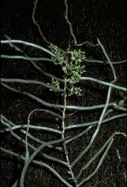 Image result for Solenangis