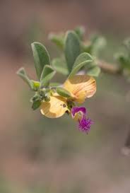 Image result for Polygala erioptera