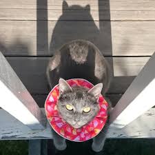 Birdsbesafe Bird Safe Cat Collar Isn T This An Artistic Shot Of A Well Coifed Cat Wearing Birdsbesafe For The Good Of Birds And Looking Fine Doing So Cats Cat Collars Birds