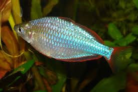 Der regenbogenfisch mit seinen schillernden schuppen ist der allerschönste fisch im ozean. Diamant Regenbogenfisch Wikipedia