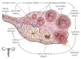 These glands have three important functions: Understanding What The Ovaries Do