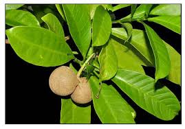 Image result for Voacanga