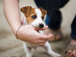 How to choose a good dry dog food. Animal Bite Infections Definition And Patient Education
