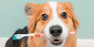 Maybe you would like to learn more about one of these? How To Brush Dogs Teeth To Prevent Plaque From Your Dog S Teeth Tripboba Com