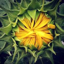 Download We Love Sunflowers Your Best Photos Earth Earthsky