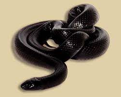 Pin On Pics Of Animals Wildlife I Love