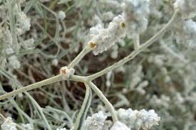 Image result for Aerva javanica