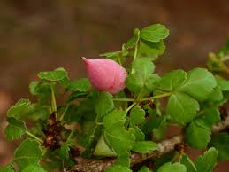 Image result for Burseraceae