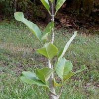 Image result for Cibirhiza