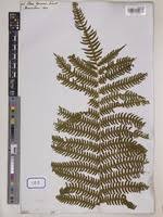 Image result for Pteris linearis
