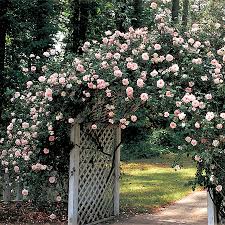 Rosa New Dawn Climbing Rose H 12 20 W 6 15 Continuous Pearly Blush Pink 3 4 Double Ruf New Dawn Climbing Rose Beautiful Gardens Climbing Roses