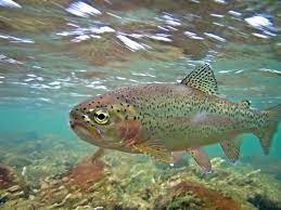 Pictures Of Trout Species From Our Local Idaho Rivers Teton Valley Lodge Rainbow Trout Trout Fishing Fish