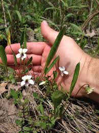 Image result for Launaea violacea