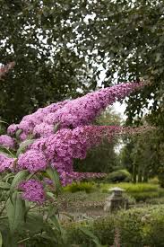 Image result for Buddleja davidii