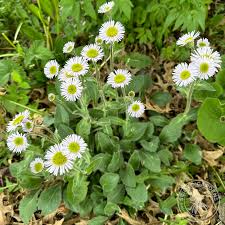 Image result for Erigeron schimperi