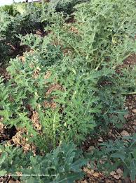 It is a cool weather vegetable that produces more vibrantly colored. Cooking Greens In March Sustainable Market Farming