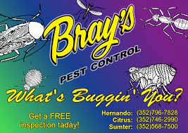 When monitoring citrus thrips, you must be able to distinguish them from flower thrips, which feed on flower parts but do not damage citrus. Bray S Pest Control Citrus Pest Control Service Inverness Florida 6 Photos Facebook