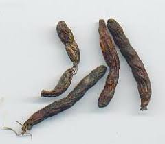 Image result for Xylopia aethiopica