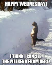 Image Tagged In Funny Cats Imgflip Funny Wednesday Memes Wednesday Memes Wednesday Humor