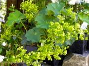 Image result for Alchemilla ellenbeckii