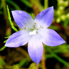 Image result for Wahlenbergia denticulata