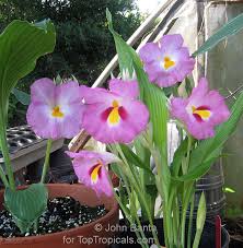 Image result for Siphonochilus
