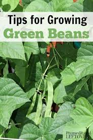 Because they are legumes, they can fix their own nitrogen and a supplemental fertilizer isn't an absolute requirement. How To Grow Green Beans In Your Garden From Seed To Harvest