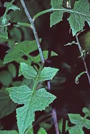 Image result for Lactuca glandulifera