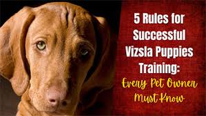 Sadly, these dogs are usually bred in cruel puppy farms. 5 Rules And Tips For Successful Vizsla Puppies Training