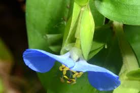 Image result for Commelinaceae