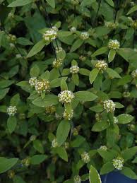 Image result for Mitracarpus